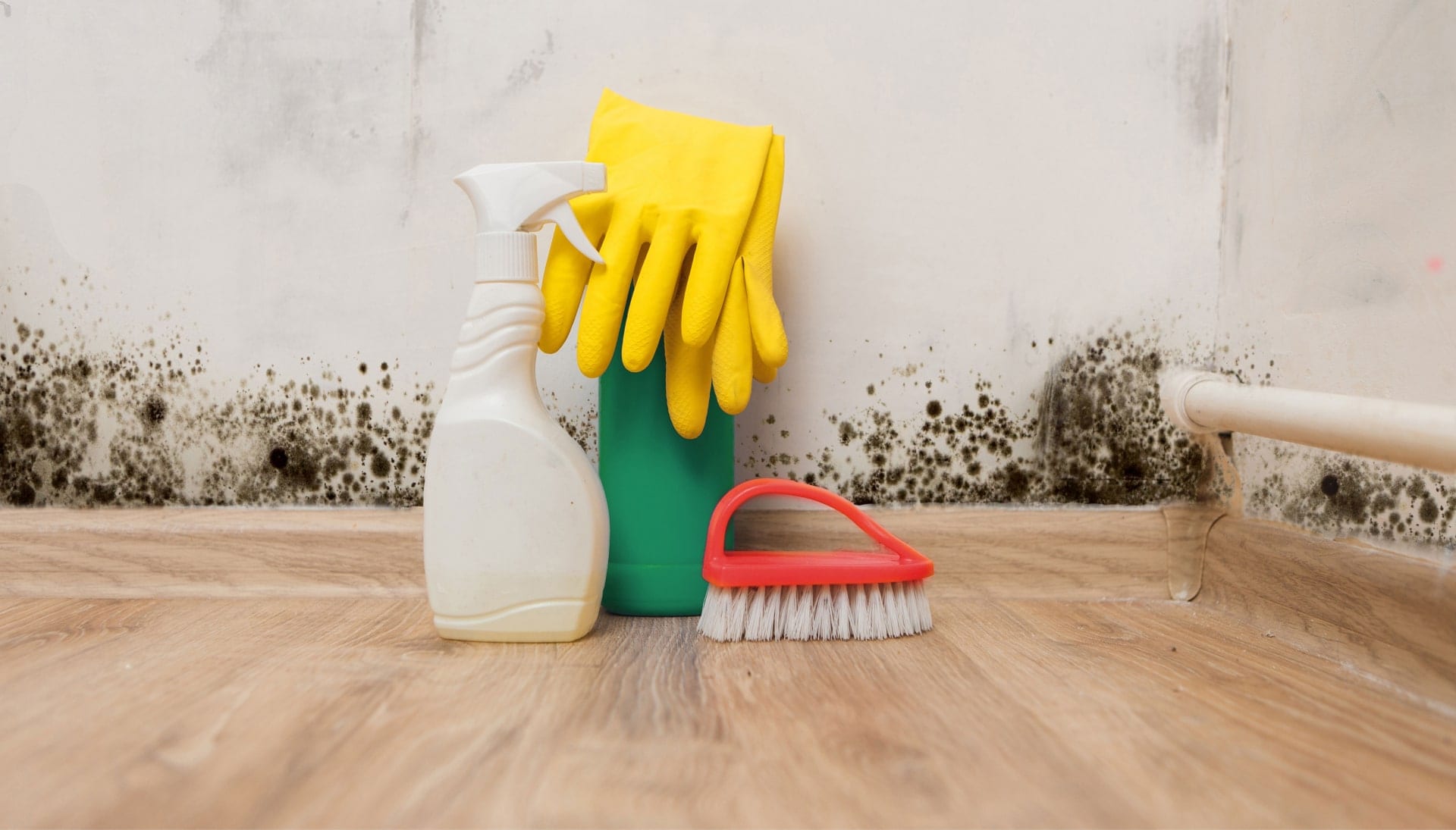 Know About Mold Removal In Minneapolis